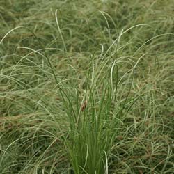 Laiche 'Frosted Curls' / Carex comans Frosted Curls